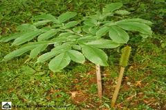 Amorphophallus paeoniifolius